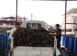 Patlıcanı kurutup, ihraç ediyorlar