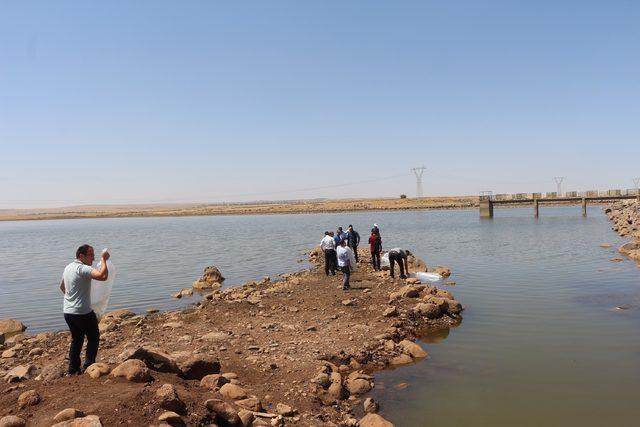 Dicle Nehri ve Dirsekli Göleti'ne 90 bin yavru sazan bırakıldı