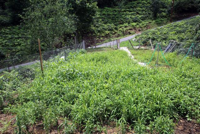 Doğu Karadeniz'in yeni tarım ürünü: Stevia