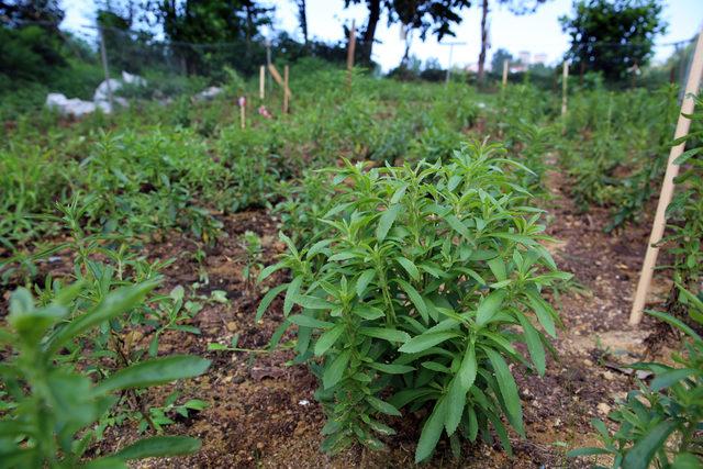 Doğu Karadeniz'in yeni tarım ürünü: Stevia