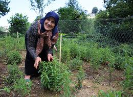 Doğu Karadeniz'in yeni tarım ürünü: Stevia