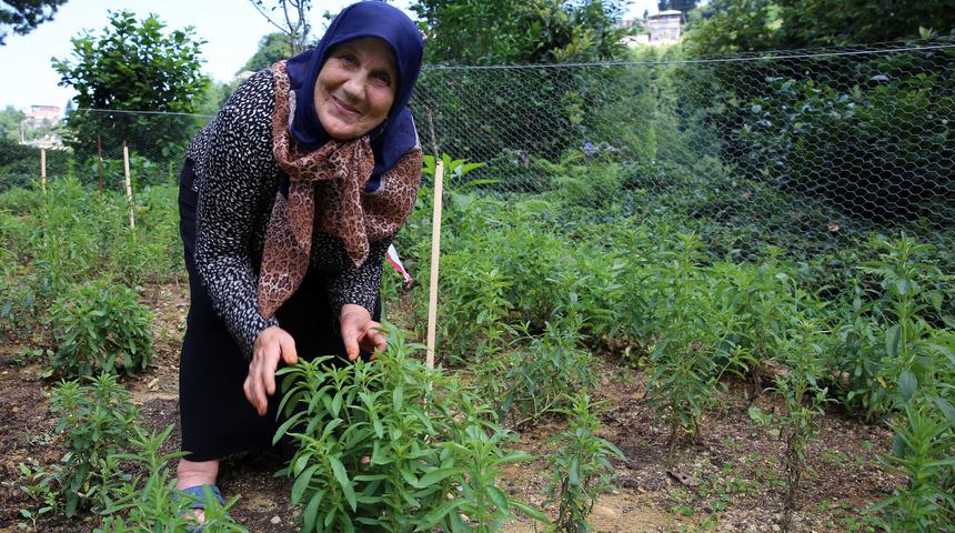 Doğu Karadeniz'in yeni tarım ürünü: Stevia