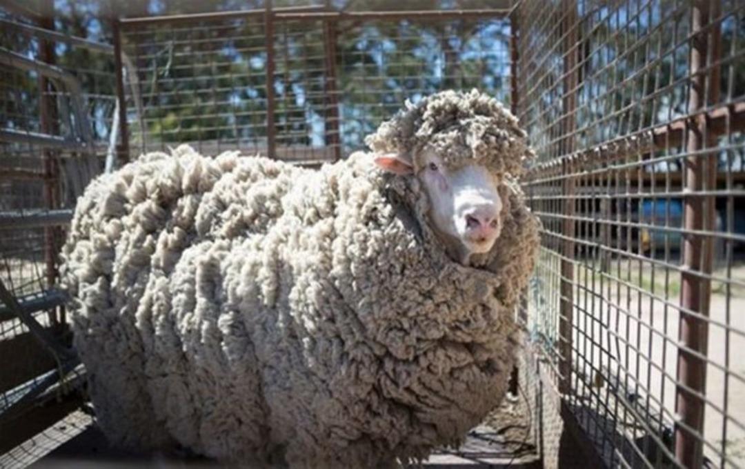 B&ouml;ylesini g&ouml;rm&uuml;ş m&uuml;yd&uuml;n&uuml;z? 