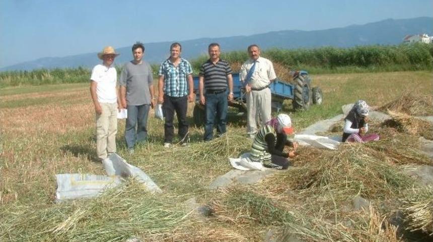 12 Dekarlık Arazisine Karabuğday Ekti