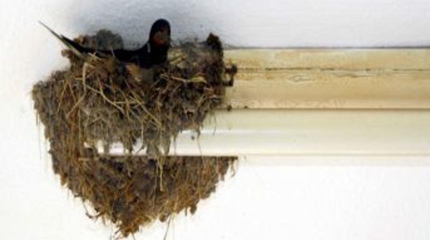 Kahvehanenin Kanatlı Konukları, Lambaya El Koydu