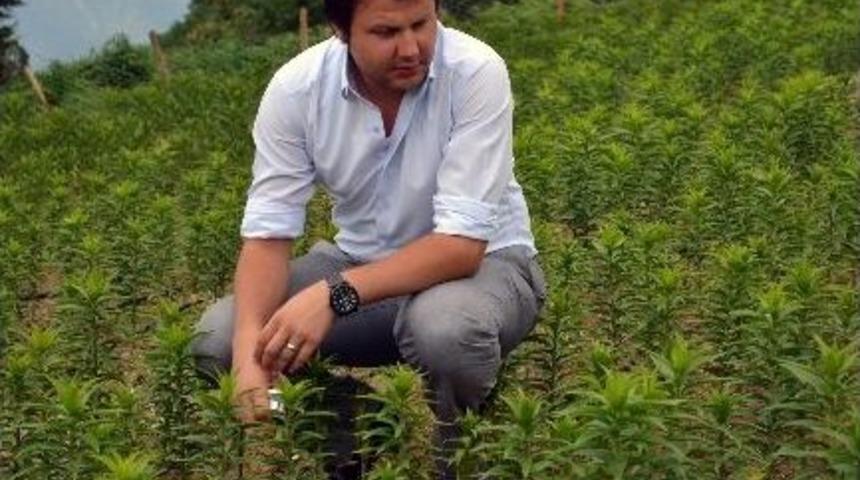 5 Bin Zambak 1 Ay Sonra Hasat Edilecek