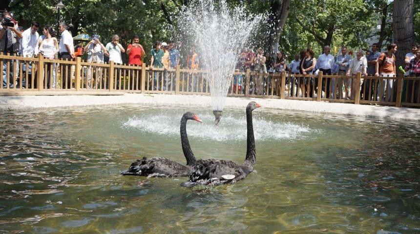 Gazdan Etkilenen Kuğular, Kuğulu Park'a Geri D&ouml;nd&uuml;