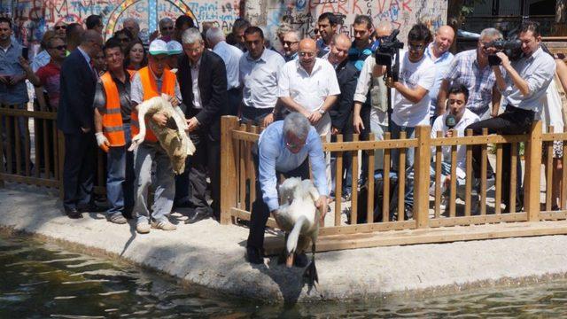 Gazdan Etkilenen Kuğular, Kuğulu Park'a Geri Döndü