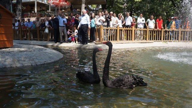 Gazdan Etkilenen Kuğular, Kuğulu Park'a Geri Döndü