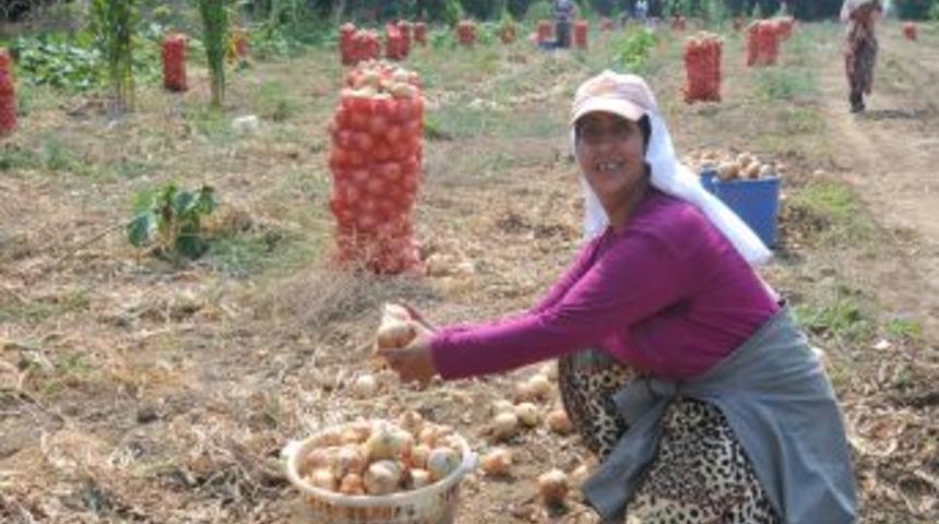 35 Derece Sıcakta Oru&ccedil;lu Ağızla Patates Ve Soğan Topluyorlar