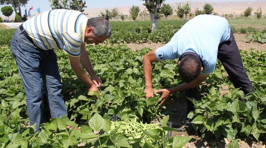 Kendi Ihtiya&ccedil;ları I&ccedil;in Bah&ccedil;e Kurdu, Halk Bah&ccedil;esi Oldu
