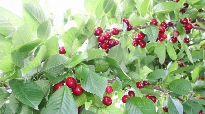 Artvin&rsquo;in Şavşat İl&ccedil;esindeki Kiraz Yetiştiricilerinin En B&uuml;y&uuml;k D&uuml;şmanı Ayılar