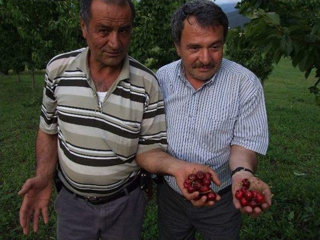 Artvin’in Şavşat İlçesindeki Kiraz Yetiştiricilerinin En Büyük Düşmanı Ayılar