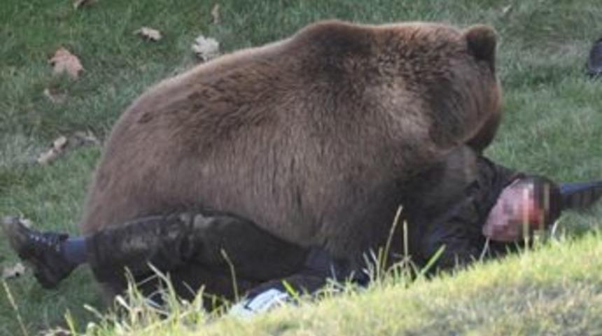 G&ouml;le&rsquo;de ayı dehşeti