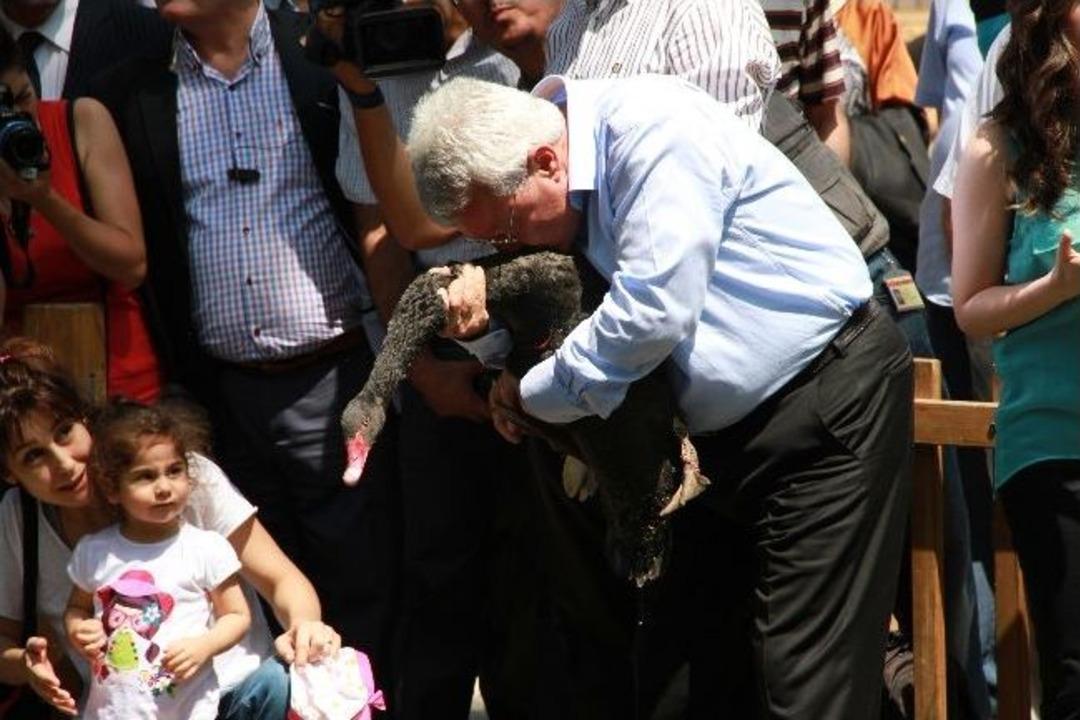 Gazdan Etkilenen Kuğular Yuvalarına D&ouml;nd&uuml;