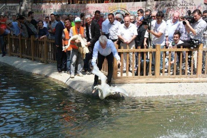 Gazdan Etkilenen Kuğular Yuvalarına Döndü G1