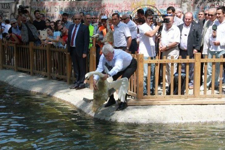 Gazdan Etkilenen Kuğular Yuvalarına Döndü G3