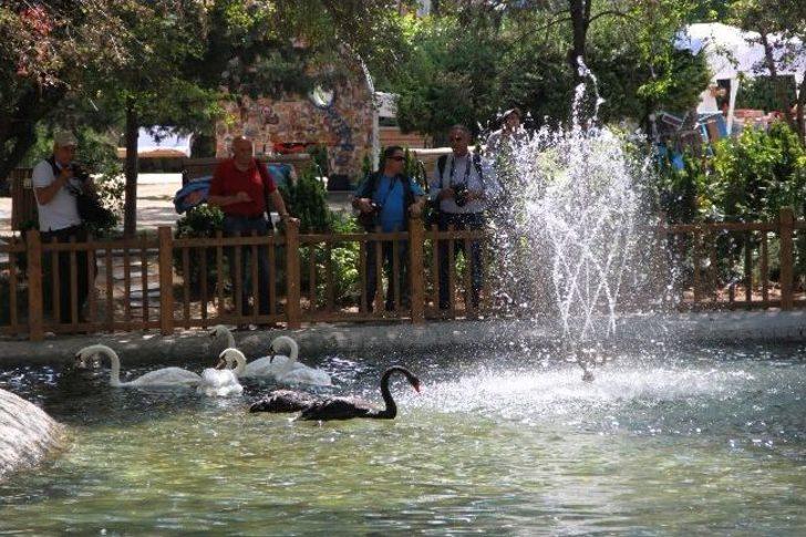 Gazdan Etkilenen Kuğular Yuvalarına Döndü G4