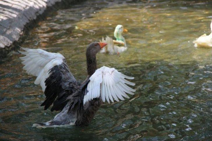 Gazdan Etkilenen Kuğular Yuvalarına Döndü G5