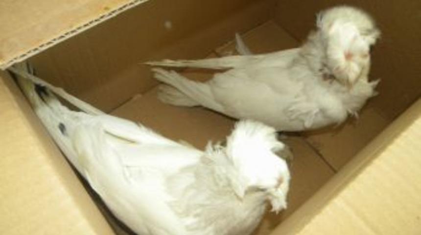 Hamzabeyli Sınır Kapısı'nda Ka&ccedil;ak G&uuml;vercin Operasyonu