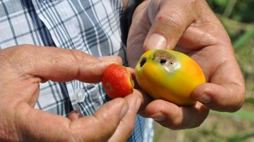 (&ouml;zel Haber) "tuta Absoluta", Fo&ccedil;alı &Ccedil;ift&ccedil;ileri Endişelendiriyor