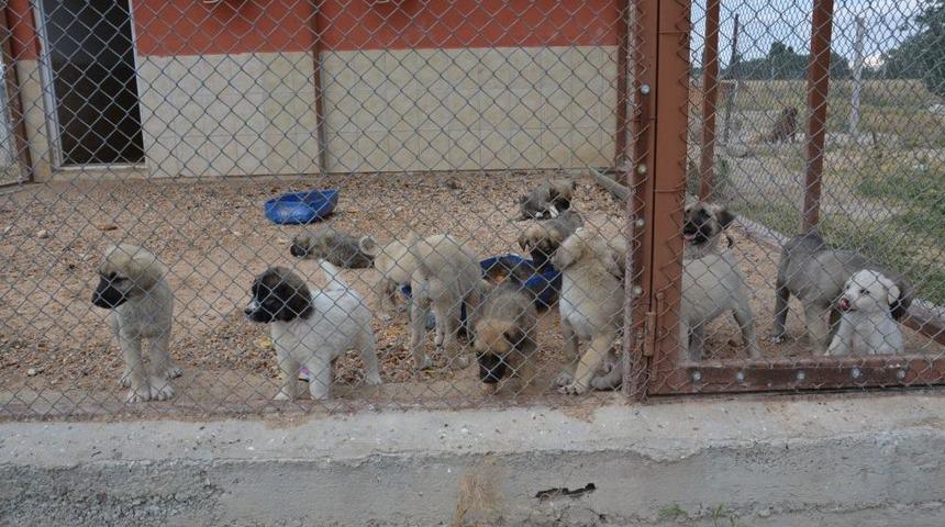 Hayvan Barınağı Evsiz K&ouml;peklere Ev Sahipliği Yapıyor