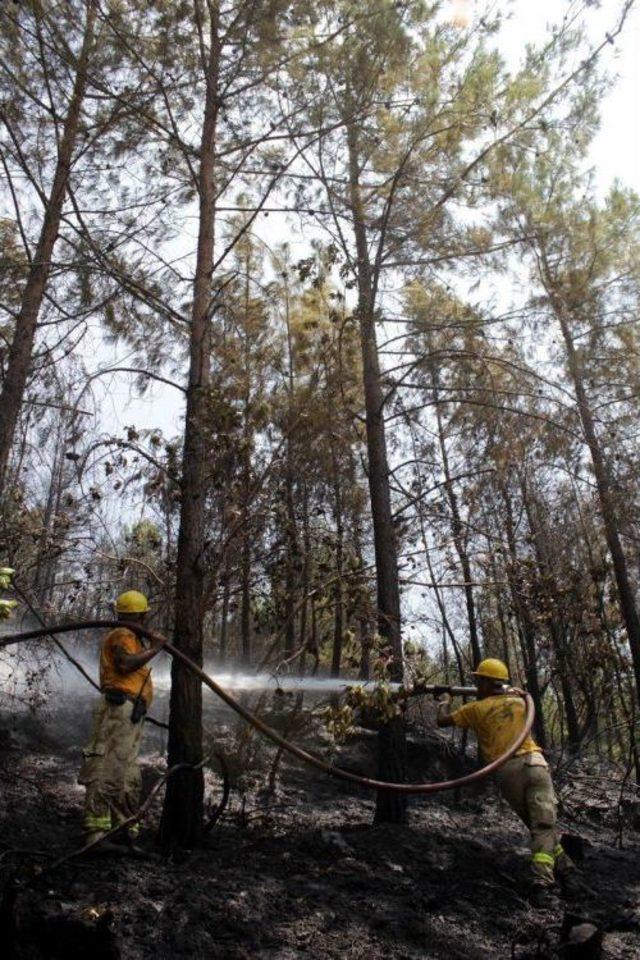 Alanya'daki Orman Yangınında 5 Dönüm Kızılçam Alanı Yandı