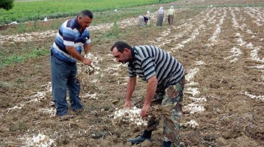 'Beyaz Altın' Sarımsak Hasadı Başladı