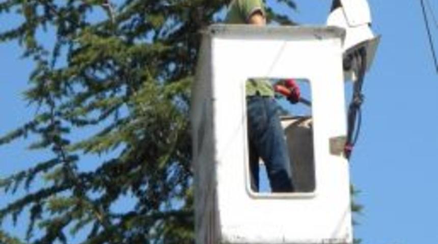 Elektrik Kesintilerine Neden Olan Ağa&ccedil;lar Kesiliyor