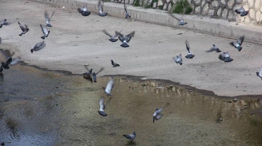 Aksaray Belediyesi, Susuz Kalan G&uuml;vercinleri Unutmadı