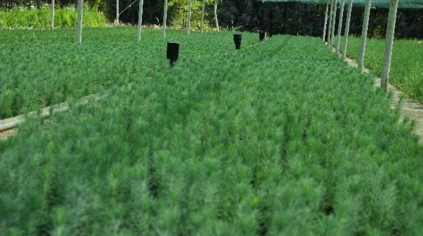 Diyarbakır Yeşilleniyor