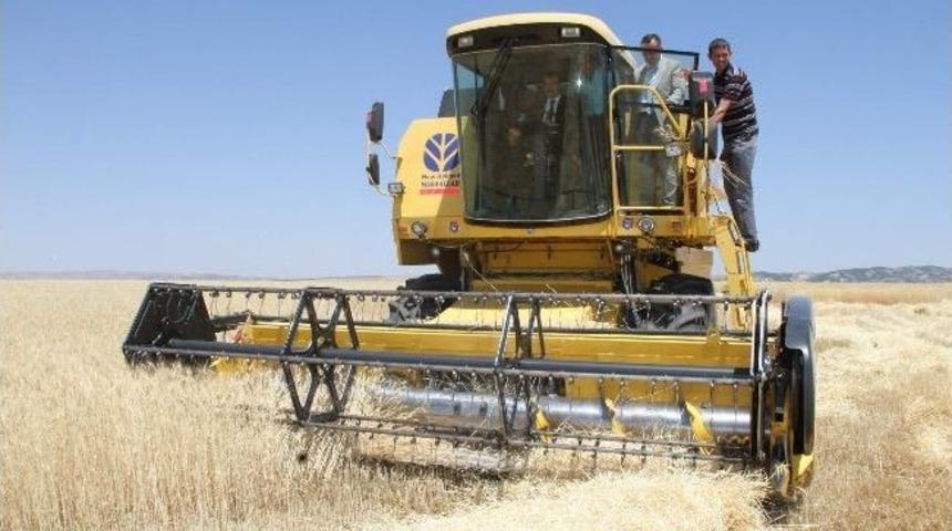 Yozgat Bozok &Uuml;niversitesi Tarım Ve Doğa Bilimleri Fak&uuml;ltesi İlk Kez Buğday Ve Arpa Hasadı Yaptı