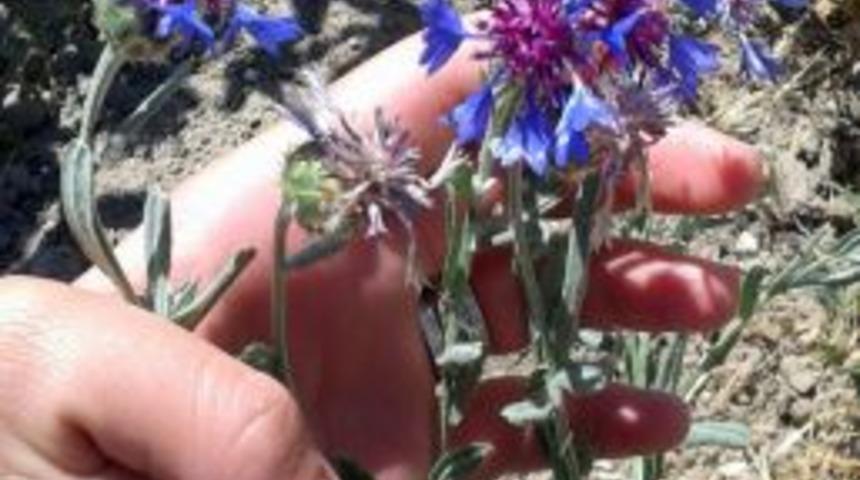 İl M&uuml;d&uuml;r&uuml; Kırbaş: Aromatik Bitki Y&ouml;n&uuml;nden Zenginiz