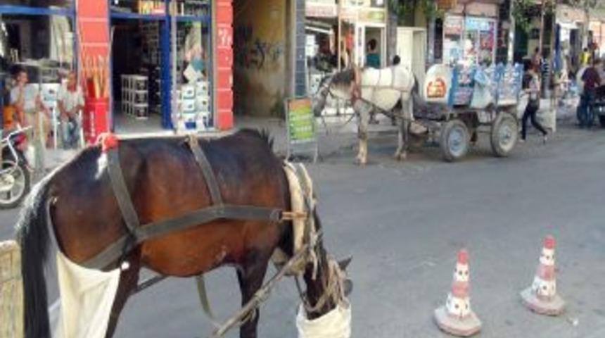 At Arabacılığı Da Kaybolan Meslekler Arasında Giriyor