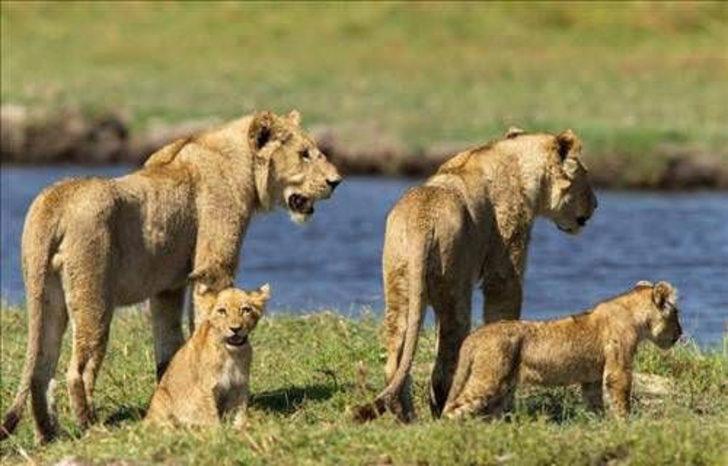 Yavrusunu korumak için böyle saldırdı  G1