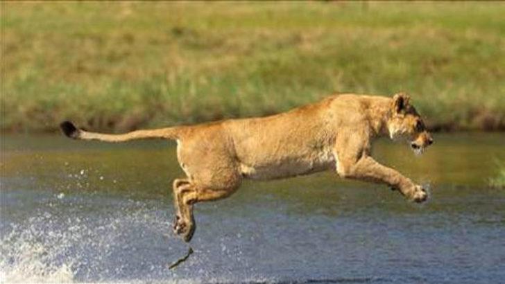 Yavrusunu korumak için böyle saldırdı  G2