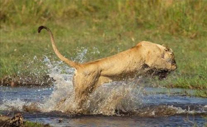 Yavrusunu korumak için böyle saldırdı  G3