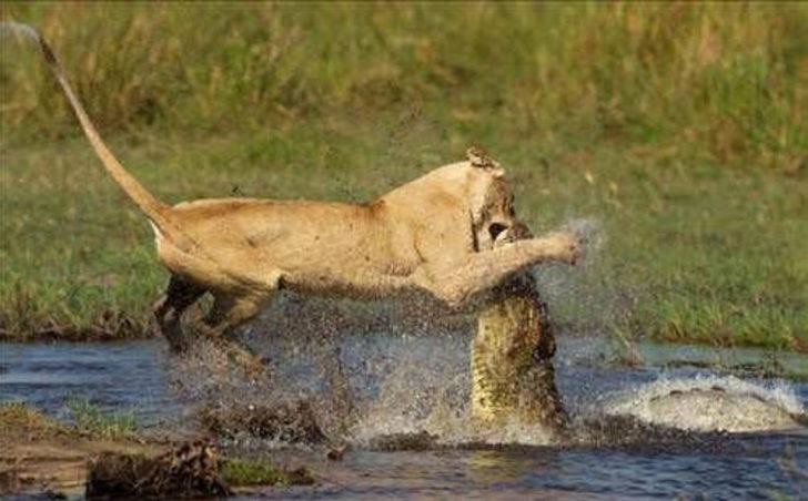 Yavrusunu korumak için böyle saldırdı  G4