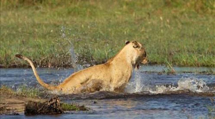 Yavrusunu korumak için böyle saldırdı  G5