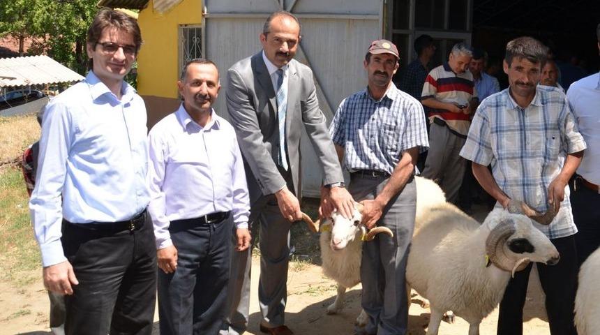 Amasya&rsquo;da 27 Yetiştiriciye Ko&ccedil; Dağıtıldı