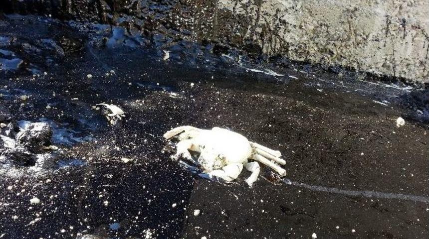 Dereye D&ouml;k&uuml;len Asfalt Canlılara Zarar Verdi