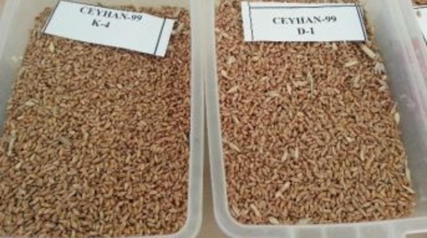 Borsa&rsquo;da Ekmeklik Buğday İhalesi