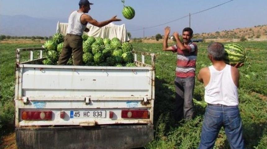 Karpuz Tarlada 35, Tezgahta 75 Kuruş