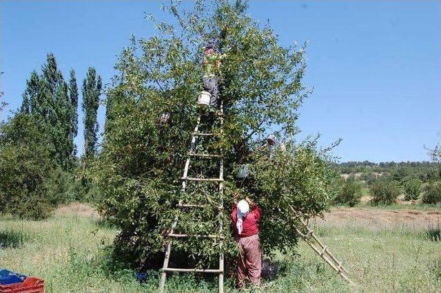 Pazarlar’da Vişne Sezonu Başladı