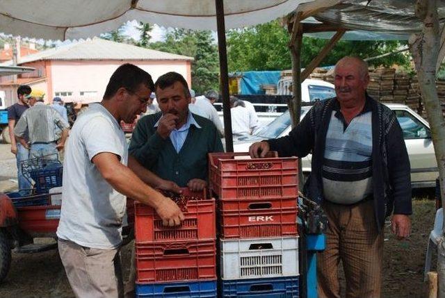 Pazarlar’da Vişne Sezonu Başladı