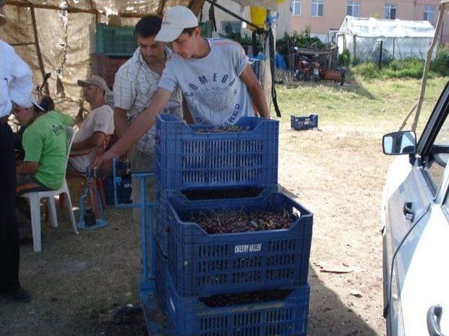 Pazarlar’da Vişne Sezonu Başladı