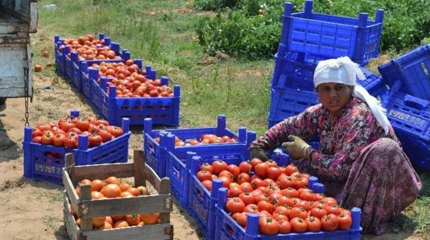 Tarlada 1 Lira, Pazarda 4 Lira