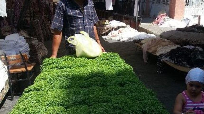 Sivrisinek İlham Oldu, Hem İş Hem De Para Buldu