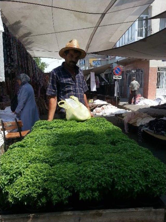 Sivrisinek İlham Oldu, Hem İş Hem De Para Buldu 1