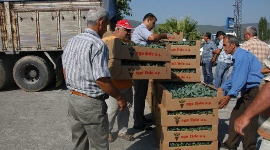 Kışlık Sebze Fideleri Dağıtıldı